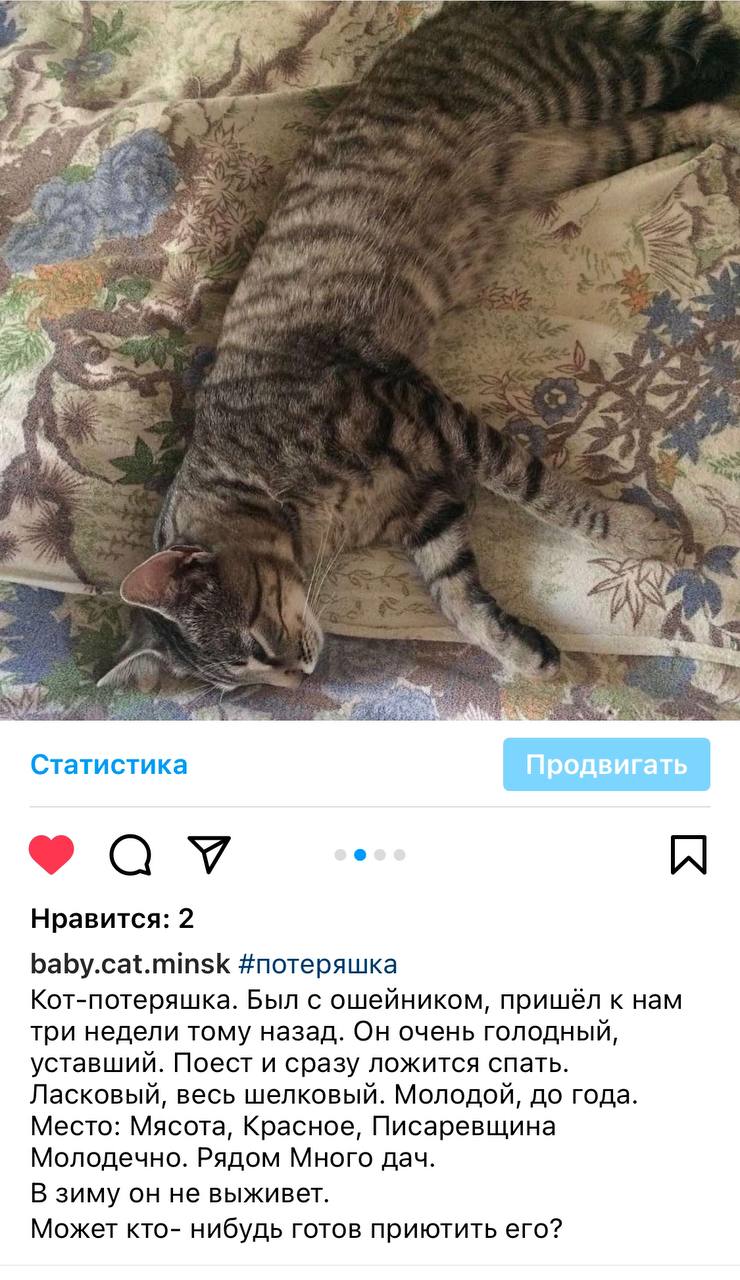 Found Cat in Peterborough, England: Cat found in Peterborough Found Cat in Peterborough, England — Cat found in Peterborough