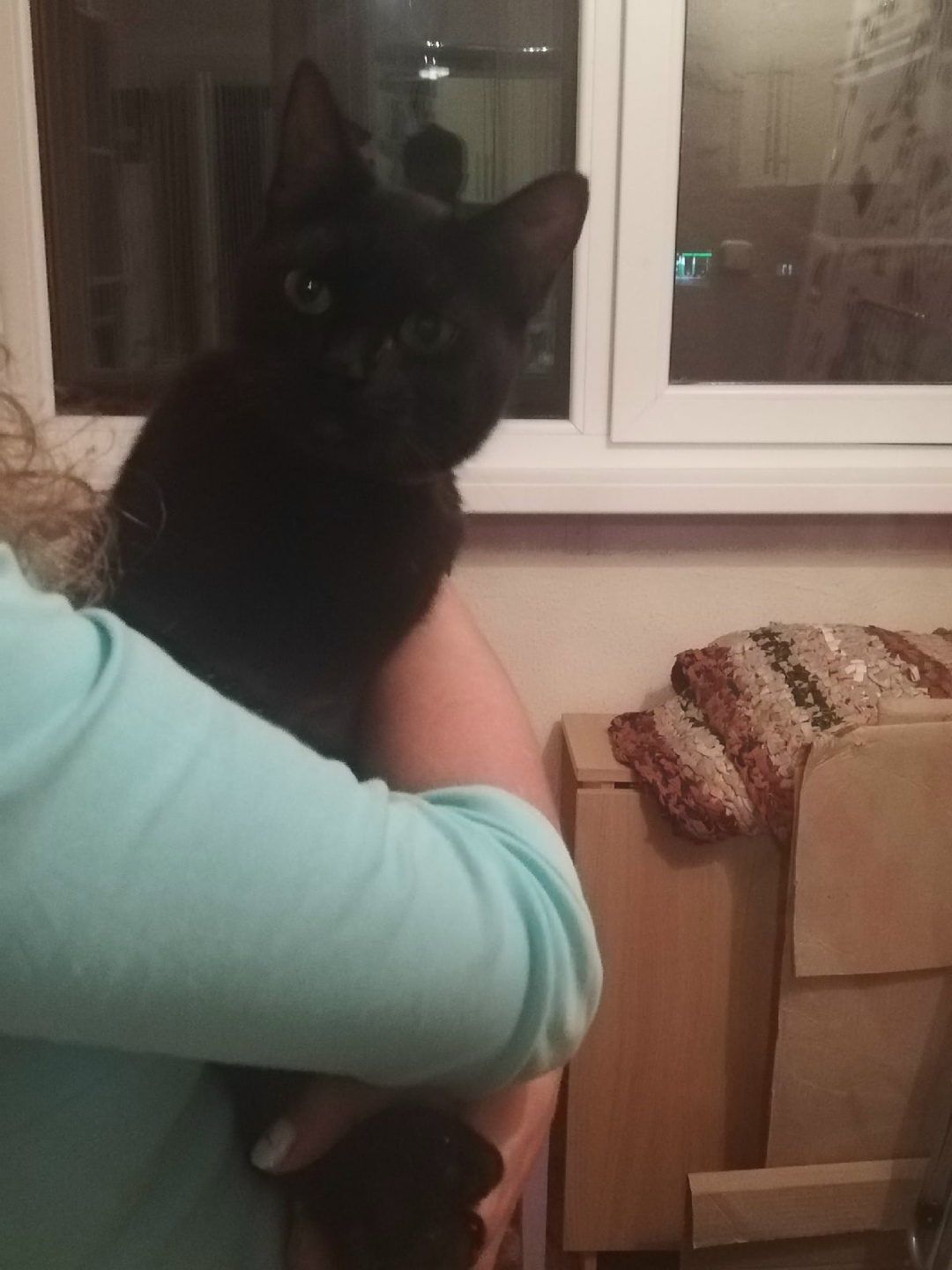 Found Cat in Luton, England: Stray cat found in Luton Found Cat in Luton, England — Stray cat found in Luton