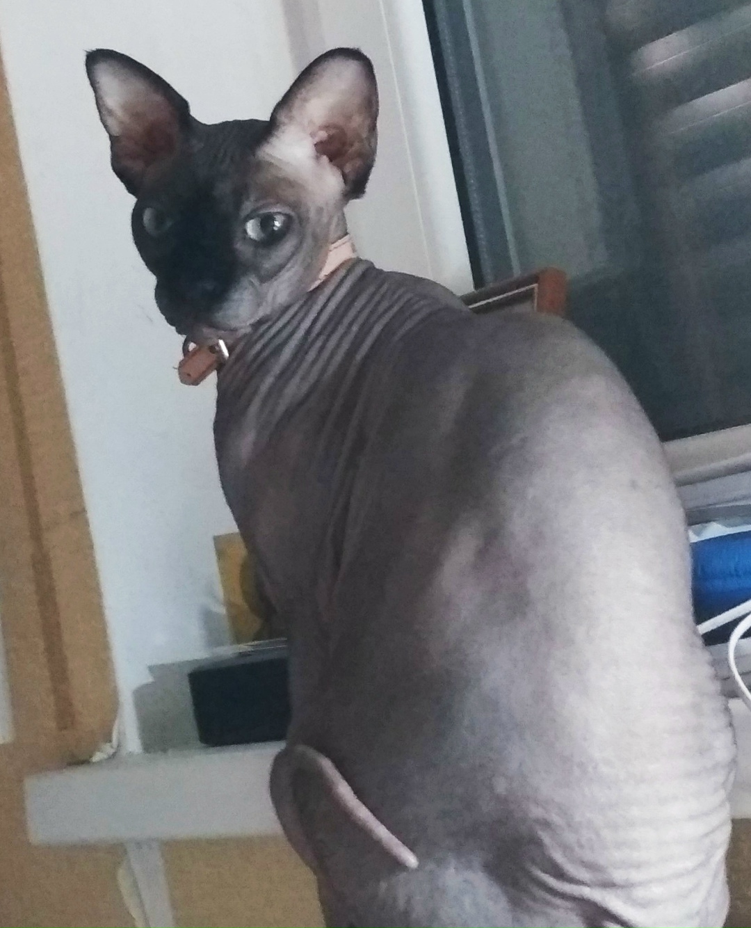 Lost Cat in Huddersfield, England Lost Cat in Huddersfield, England — listing photo