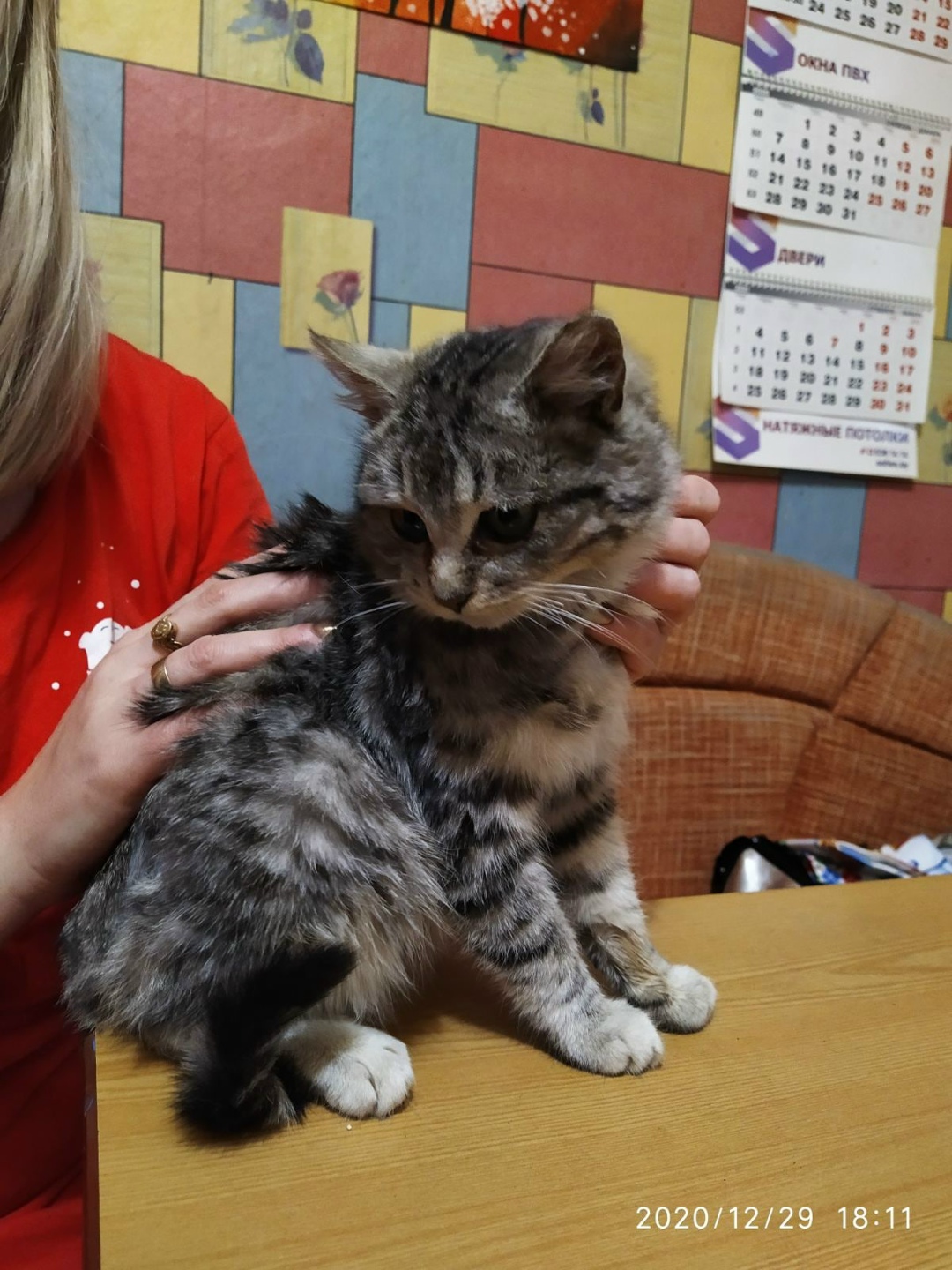 Lost Cat in Nottingham, England — listing photo