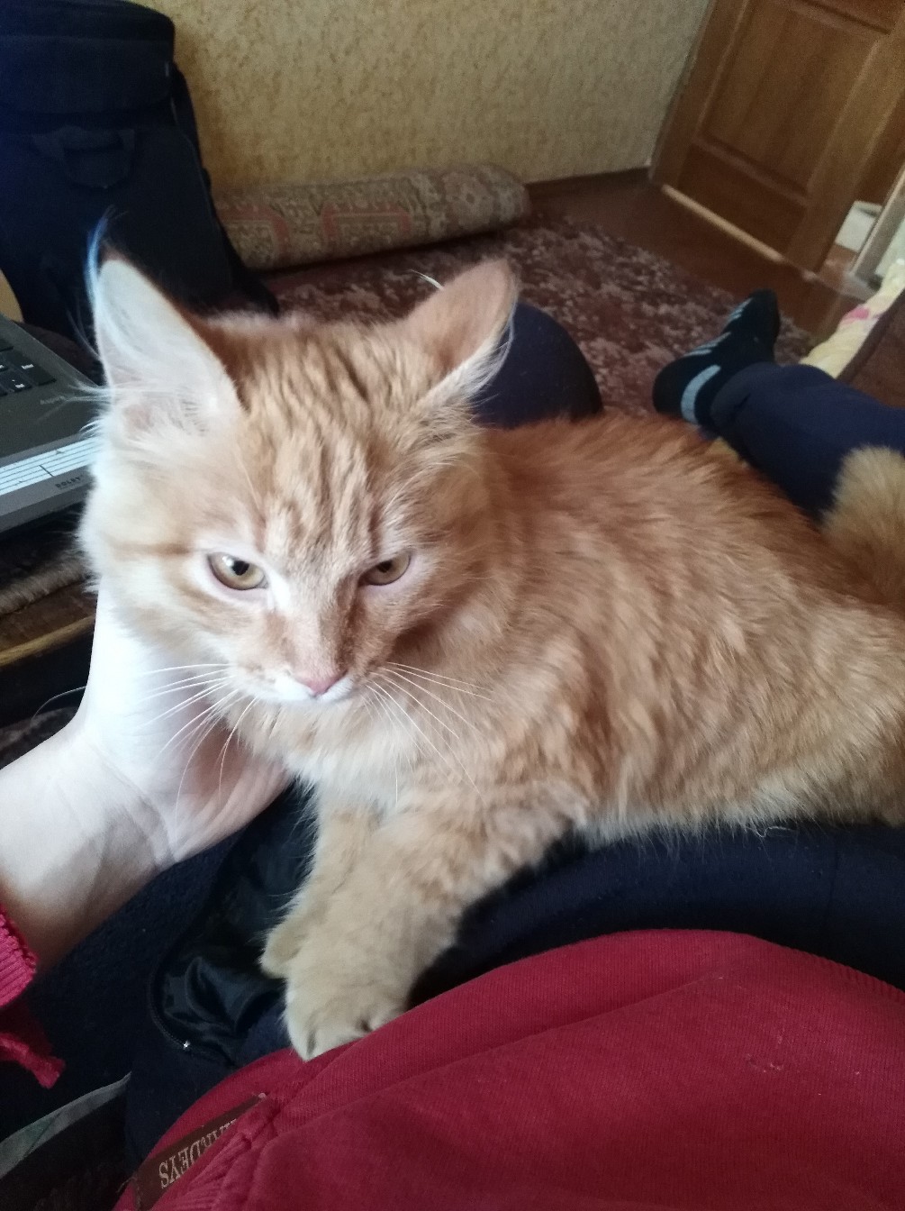 Found Cat in Telford, England: Stray cat found in Telford Found Cat in Telford, England — Stray cat found in Telford