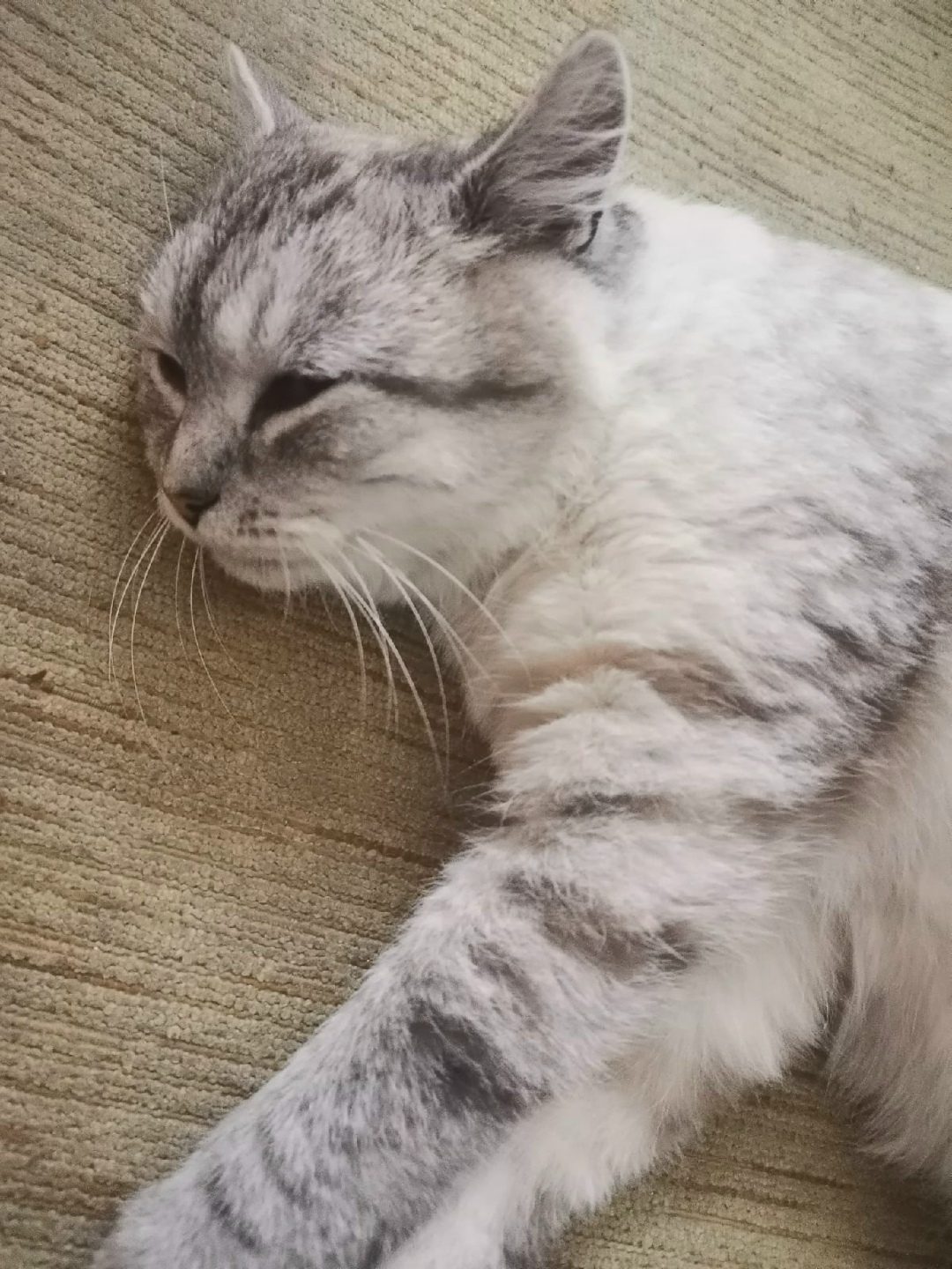 Lost Cat in Dundee, Scotland — listing photo