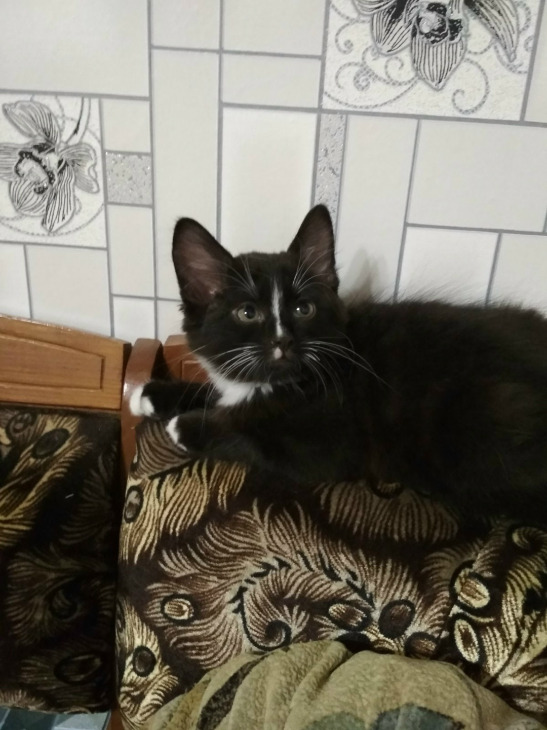 Found Cat in Derby, England — listing photo