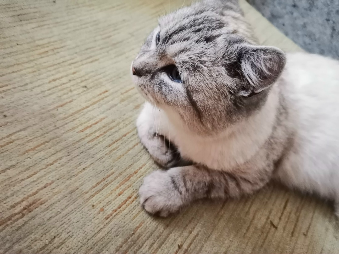 Lost Cat in Leeds, England — Have you seen this cat in Leeds?