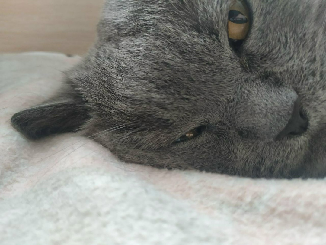 Found Cat in Oxford, England — Stray cat found in Oxford