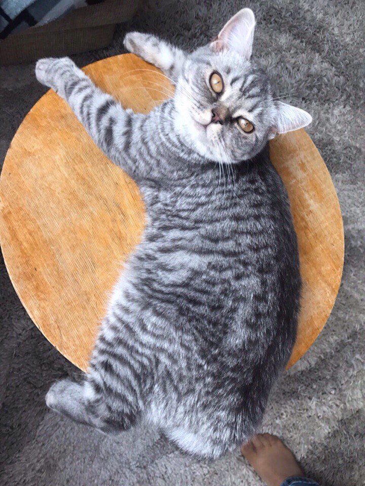 Lost Cat in Preston, England — listing photo