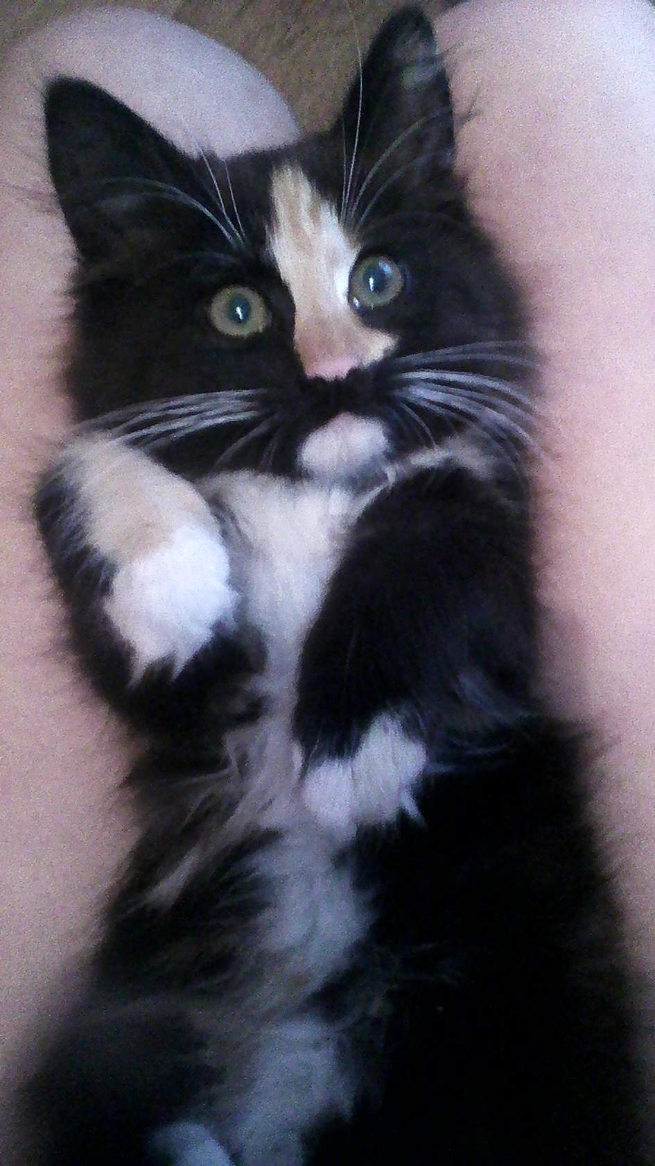 Found Cat in Watford, England: Cat found in Watford Found Cat in Watford, England — Cat found in Watford