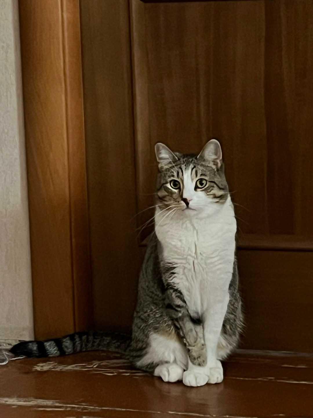 Lost Cat in Derby, England — listing photo