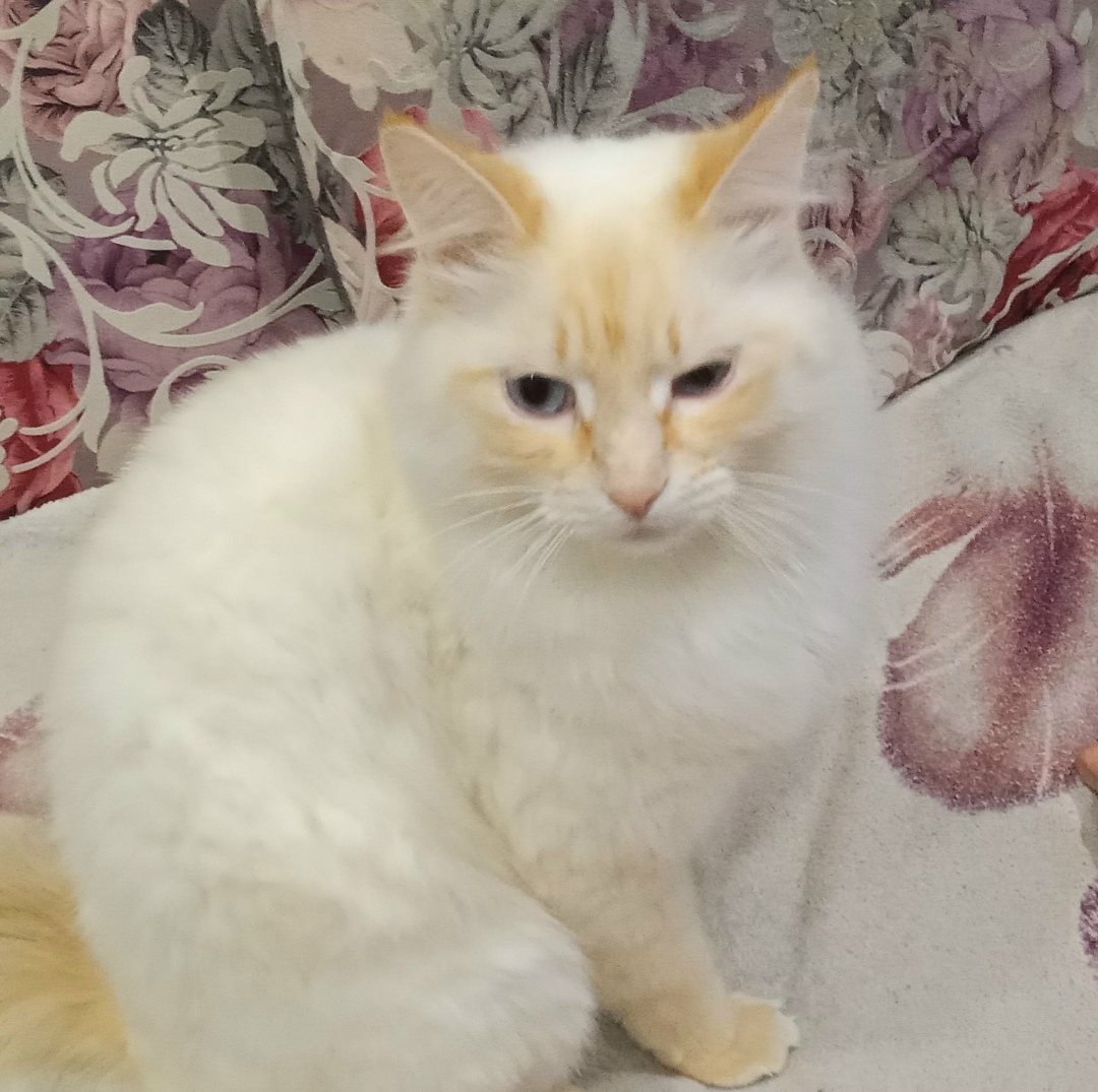 Lost Cat in Exeter, England — listing photo