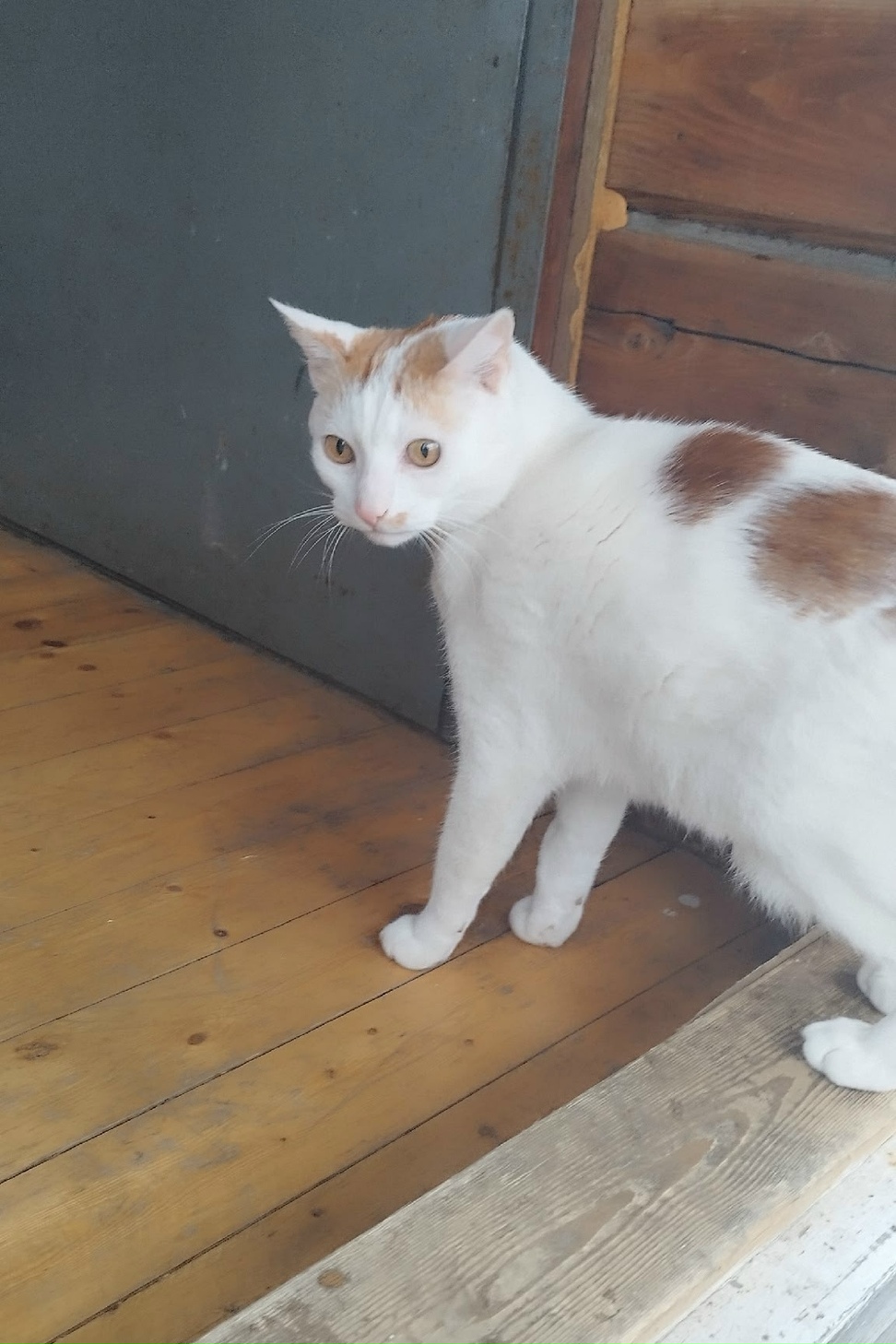 Lost Cat in Exeter, England — listing photo