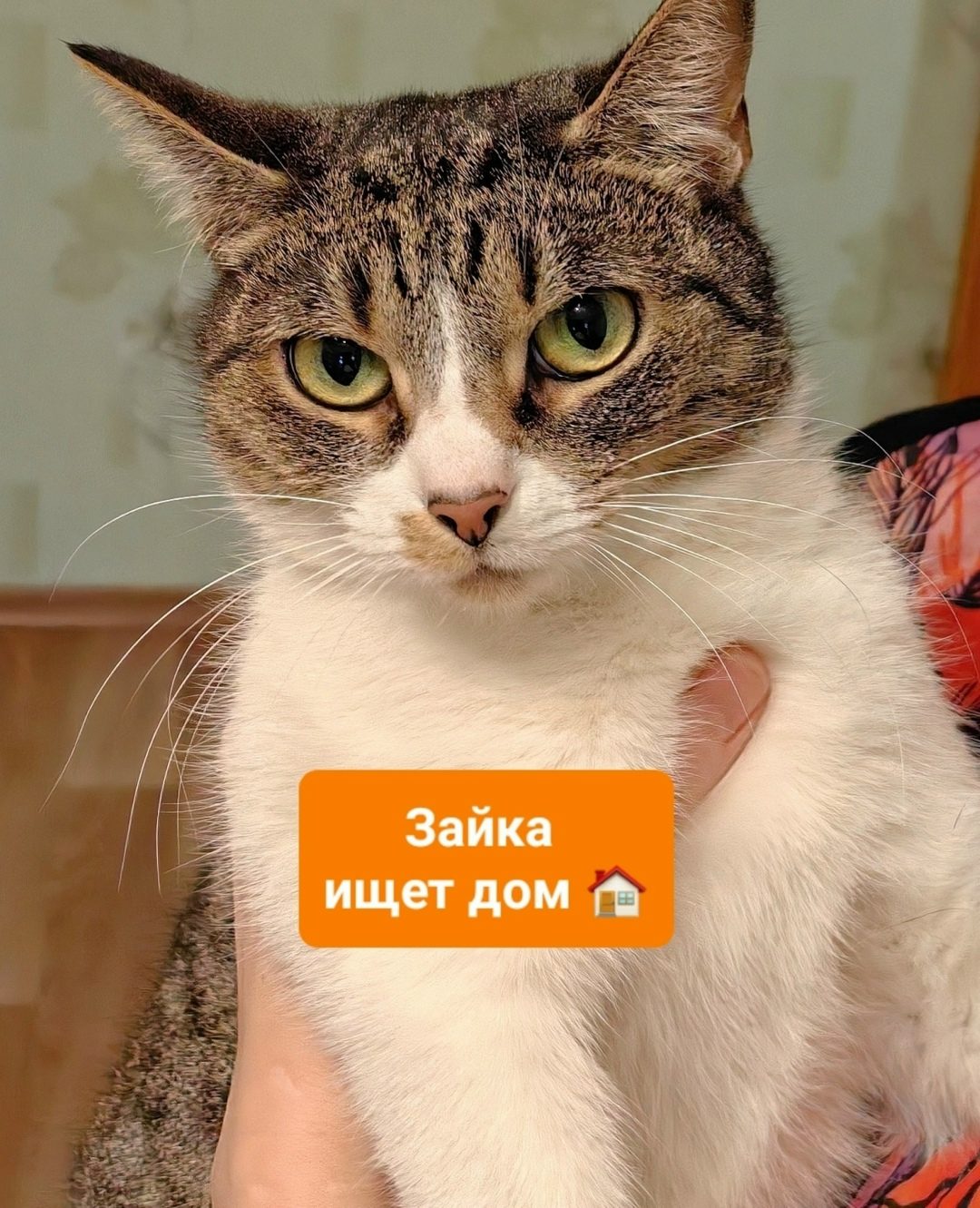 Found Cat in Sheffield, England — listing photo