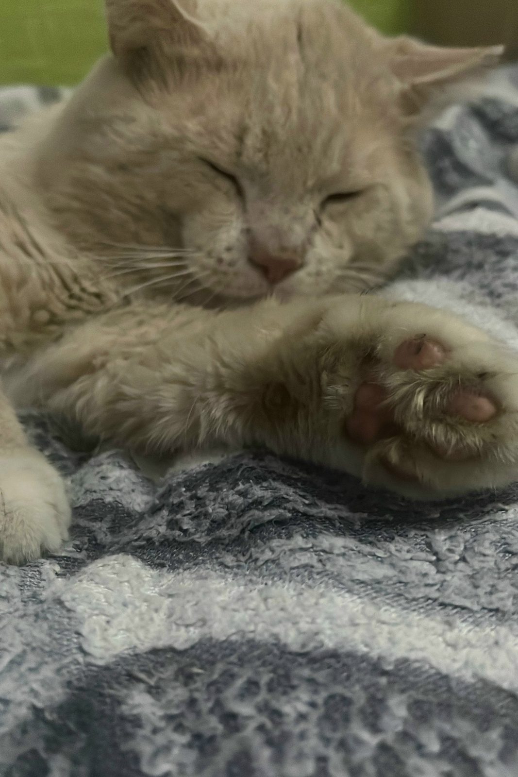 Found Cat in Bolton, England Found Cat in Bolton, England — listing photo