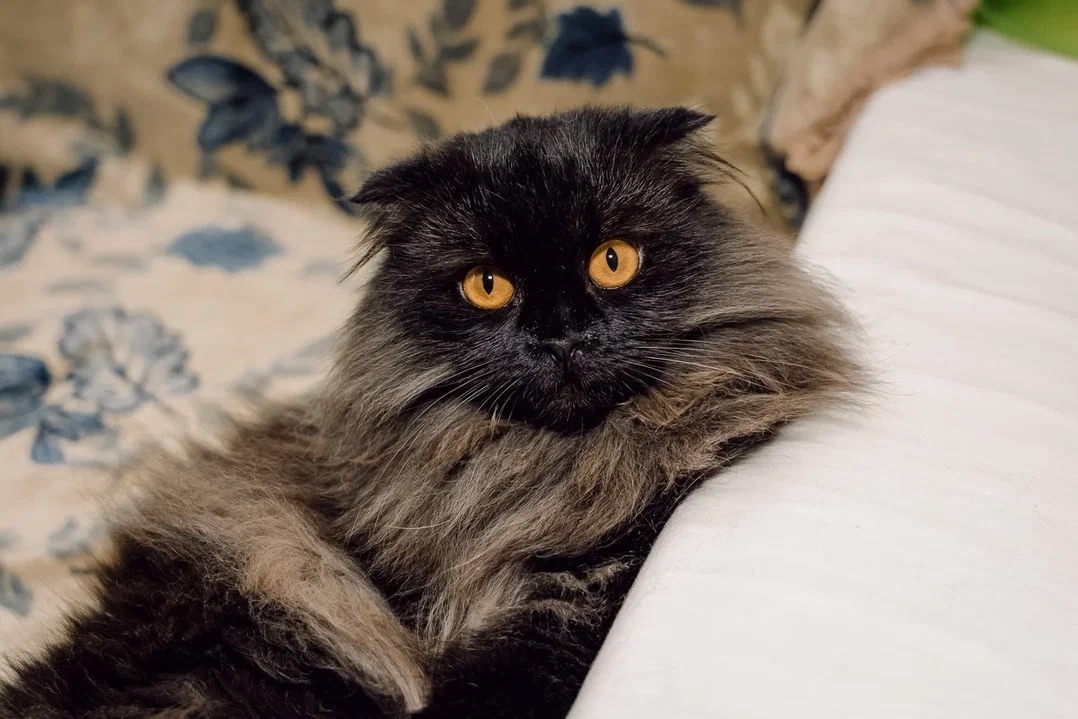 Found Cat in Telford, England: Stray cat found in Telford Found Cat in Telford, England — Stray cat found in Telford