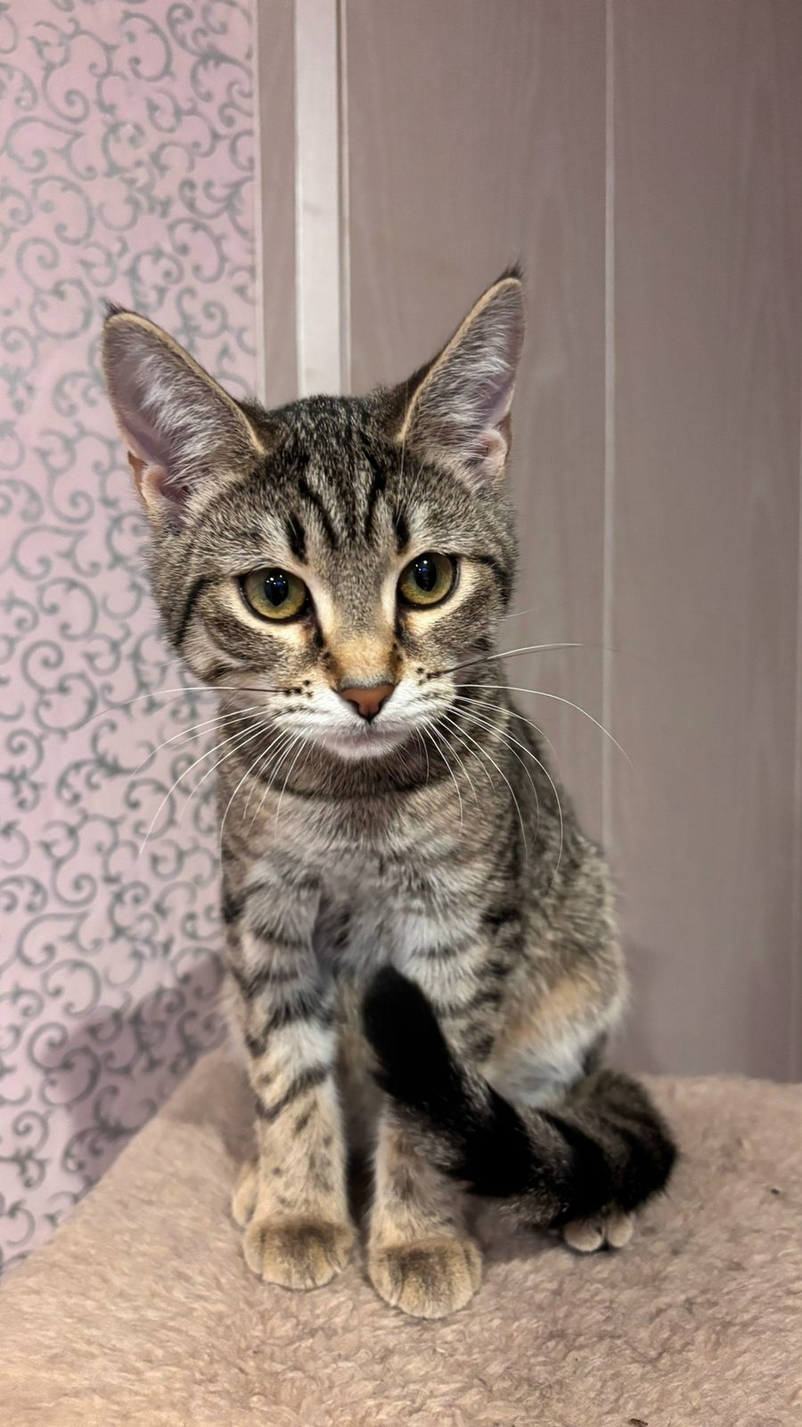 Found Cat in Birmingham, England — Cat found in Birmingham