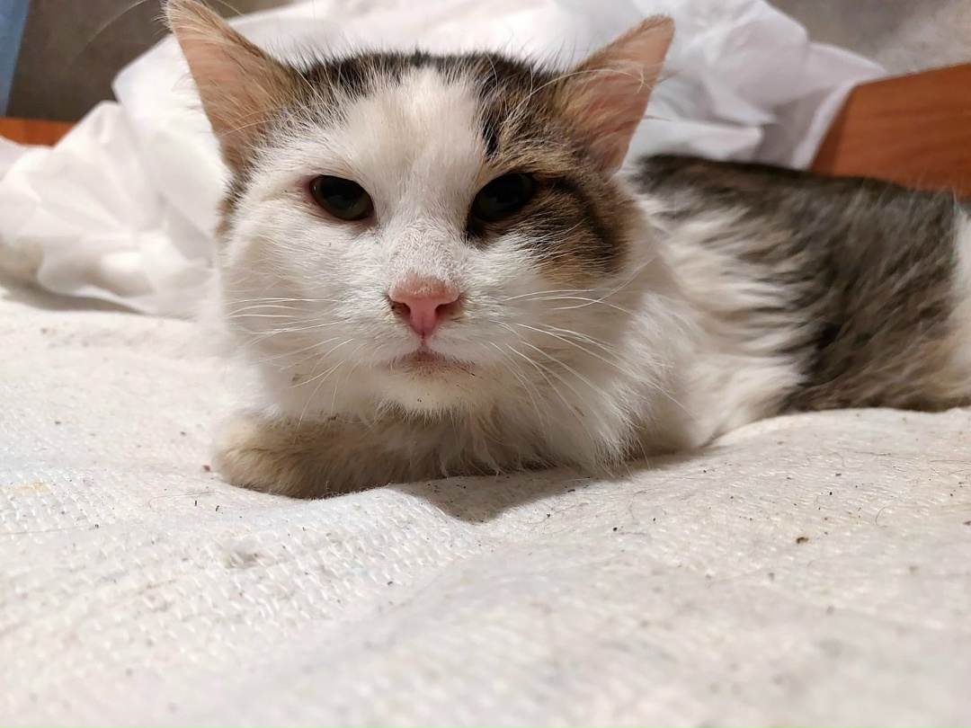 Found Cat in Luton, England Found Cat in Luton, England — listing photo