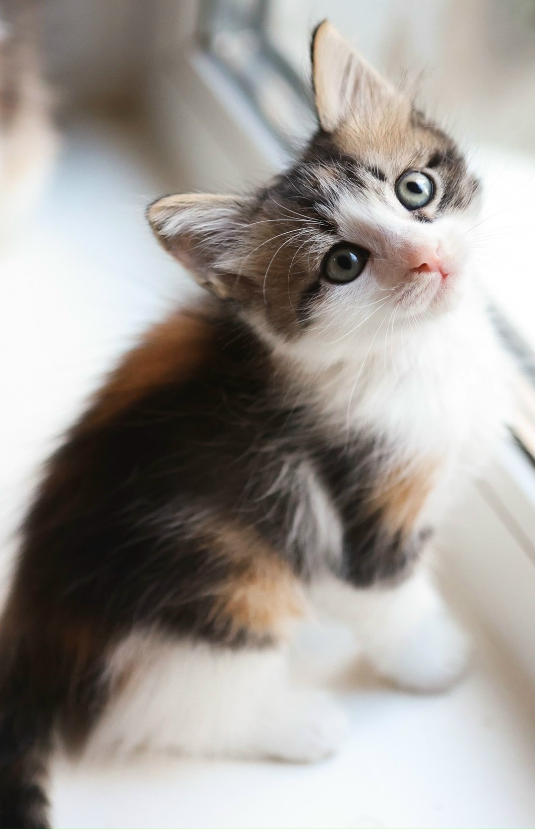 Lost Cat in Peterborough, England: Have you seen this cat in Peterborough? Lost Cat in Peterborough, England — Have you seen this cat in Peterborough?