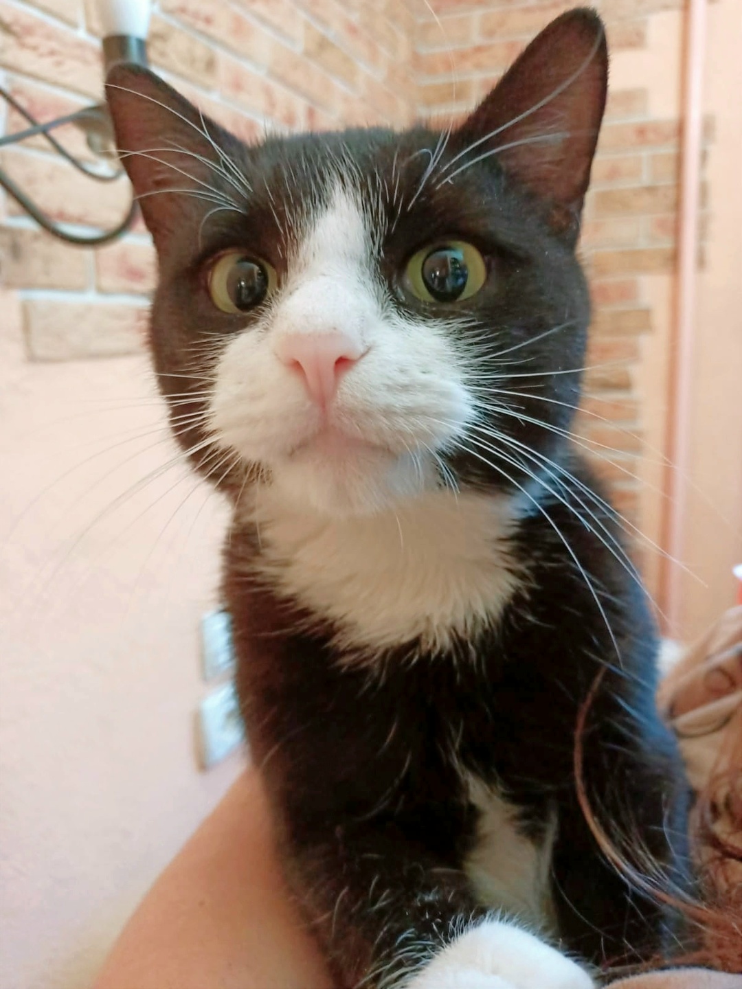 Found Cat in Reading, England — Cat found safe in Reading