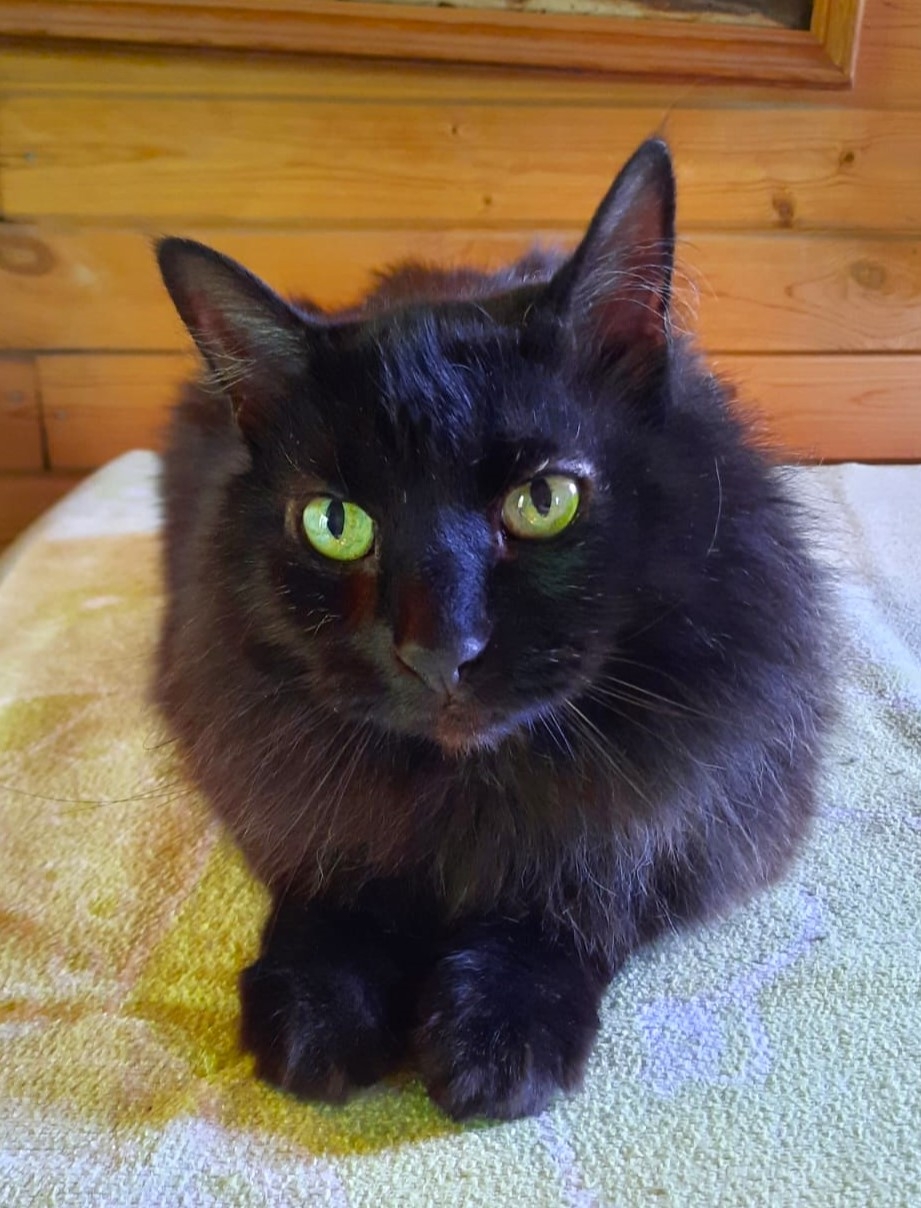Found Cat in Birmingham, England — Cat found safe in Birmingham