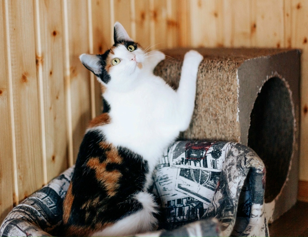 Lost Cat in Leicester, England — listing photo
