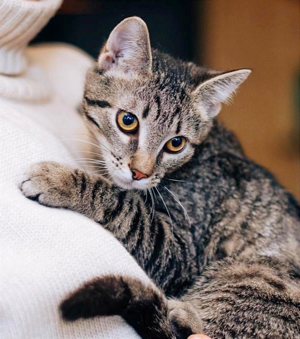 Found Cat in London, England — listing photo