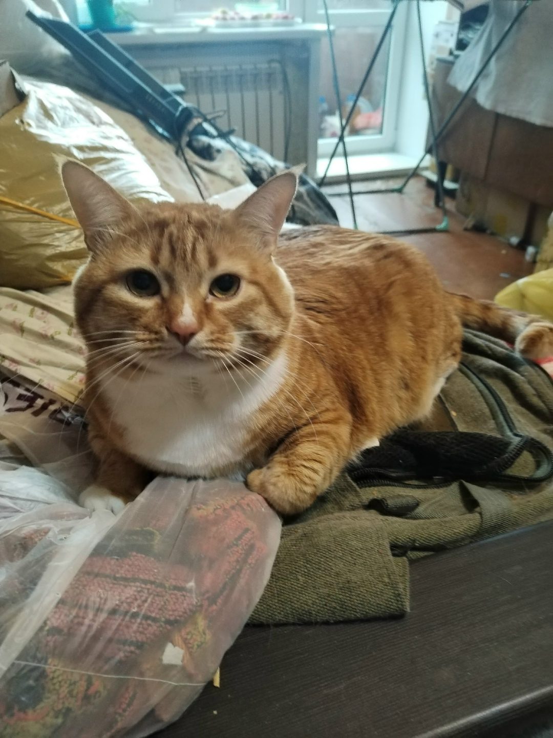 Lost Cat in Southampton, England — listing photo
