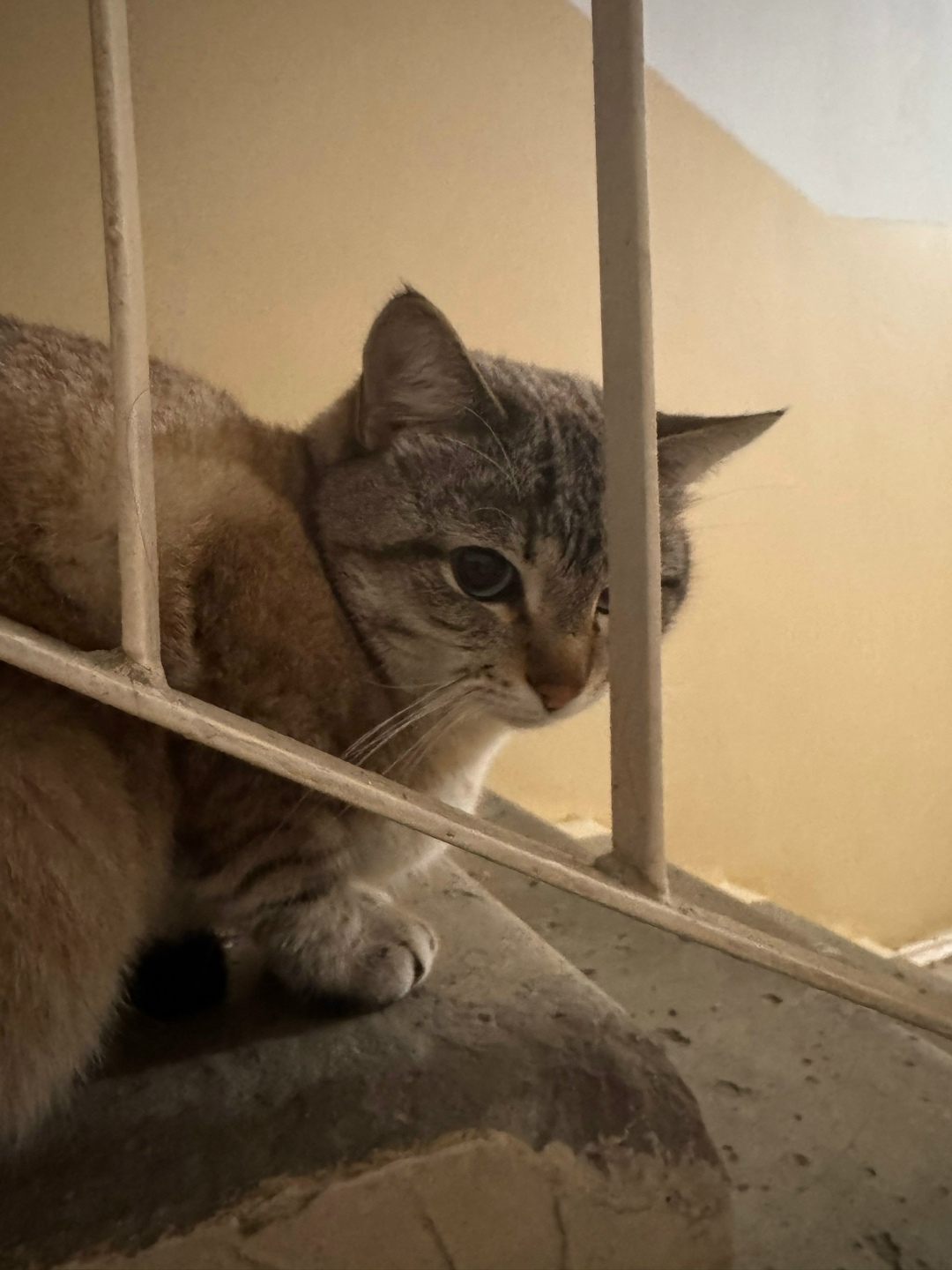 Found Cat in Cambridge, England — Cat found in Cambridge