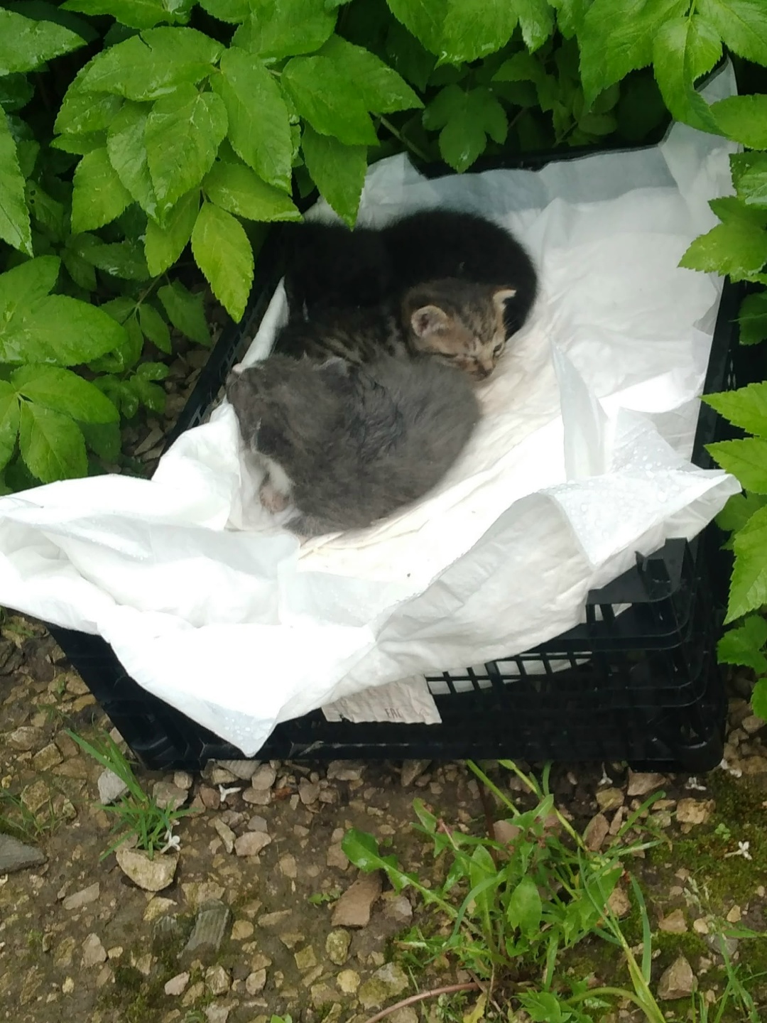 Found Cat in Coventry, England — listing photo