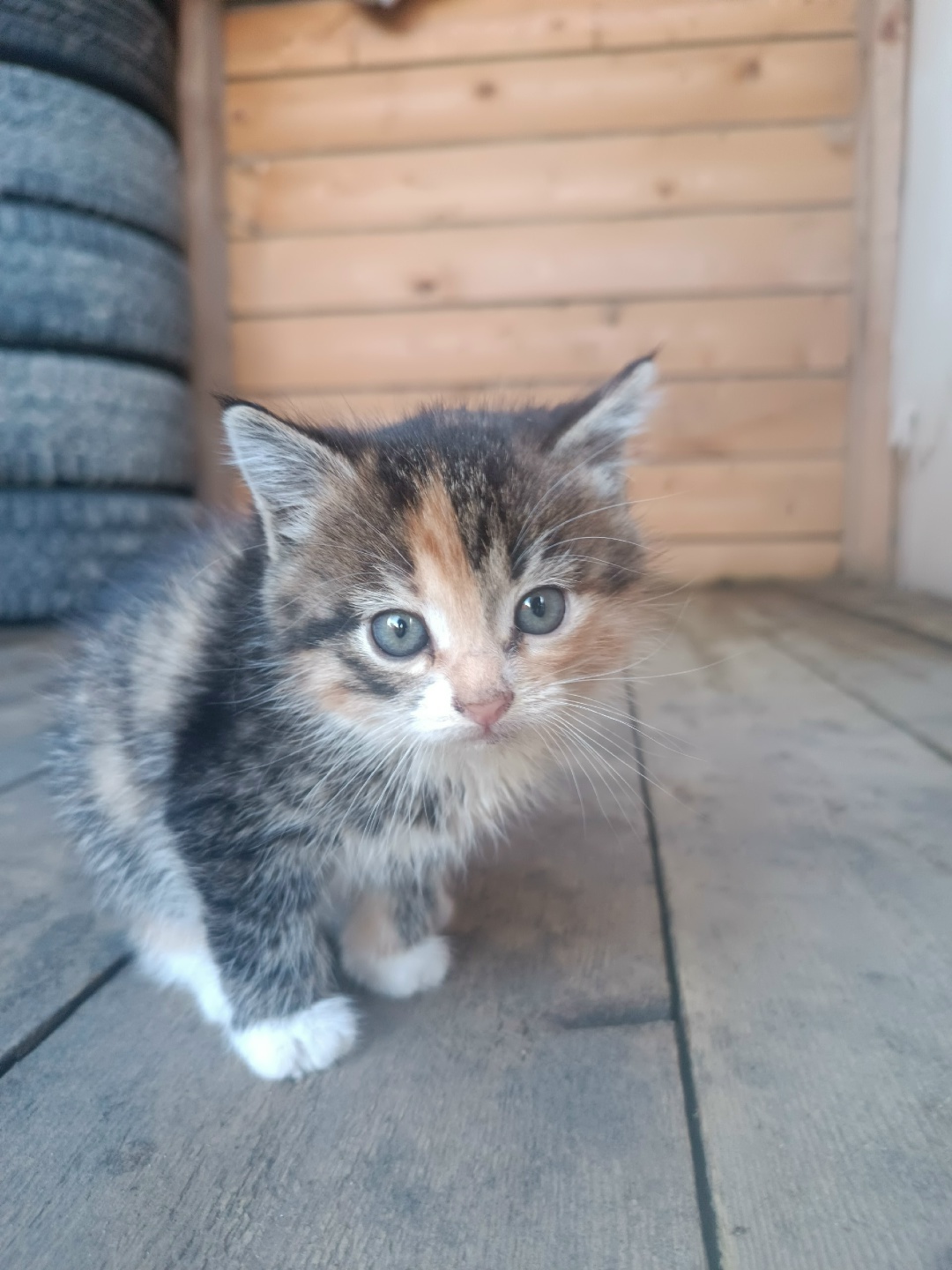 Lost Cat in Blackpool, England: Have you seen this cat in Blackpool? Lost Cat in Blackpool, England — Have you seen this cat in Blackpool?