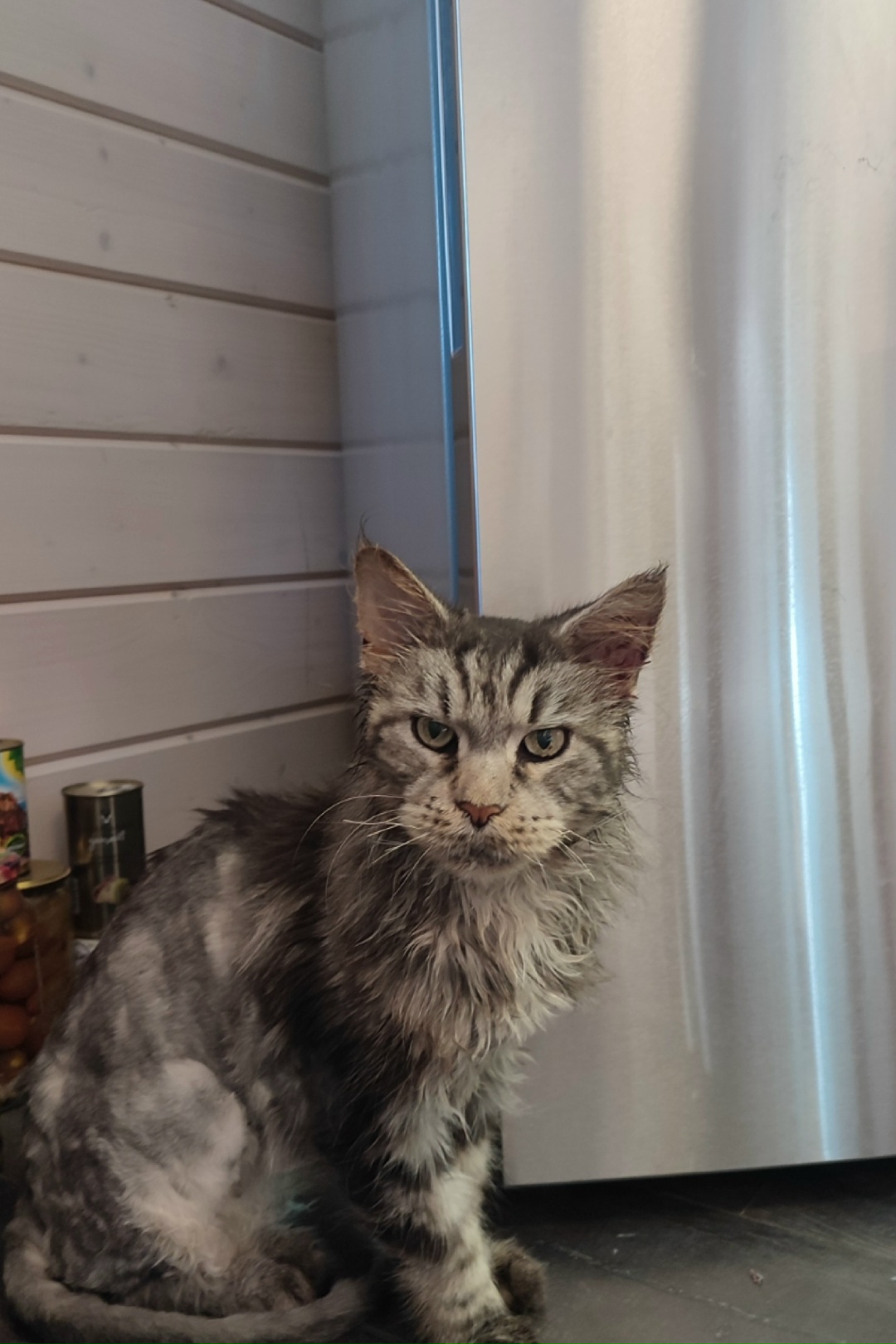 Found Cat in Cardiff, Wales — listing photo
