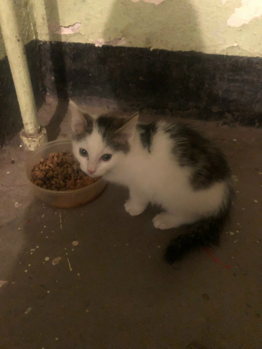 Found Cat in Aberdeen, Scotland — listing photo