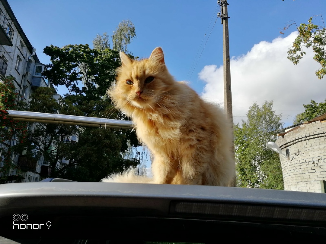 Found Cat in Peterborough, England — Cat found safe in Peterborough