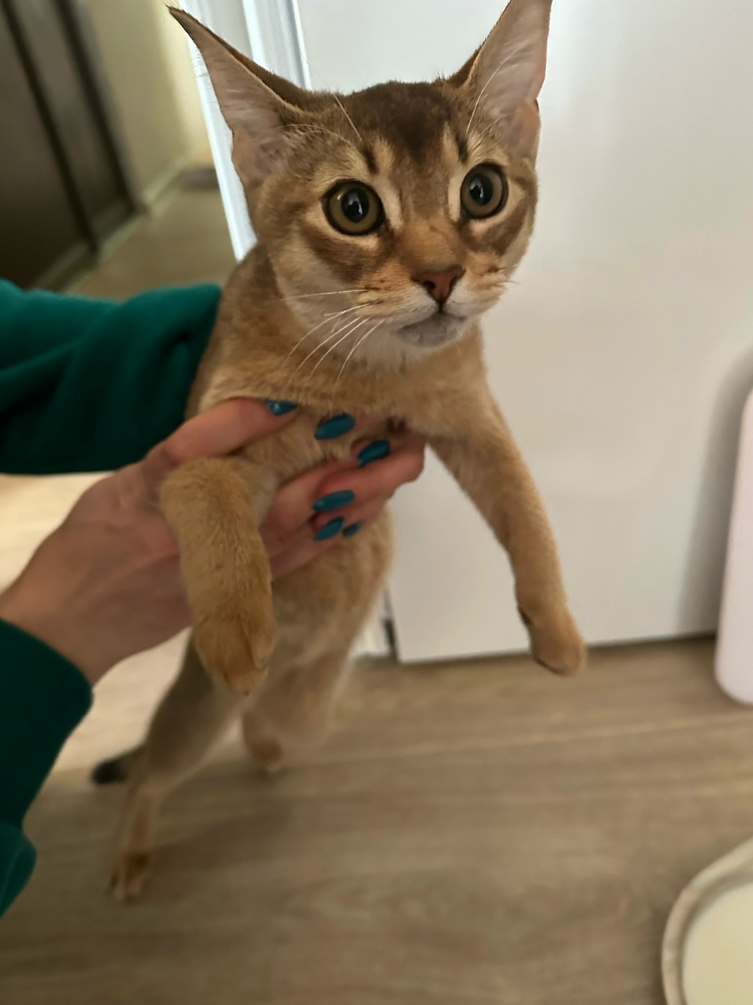 Found Cat in Newcastle upon Tyne, England — listing photo