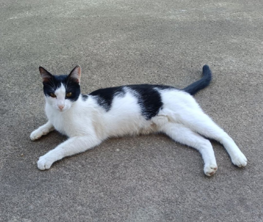 Found Cat in Reading, England — Cat found in Reading