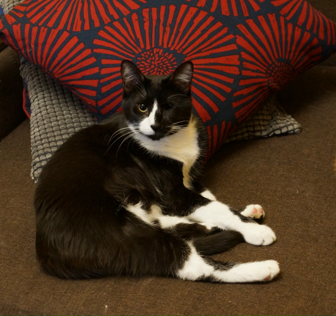 Found Cat in Liverpool, England — listing photo