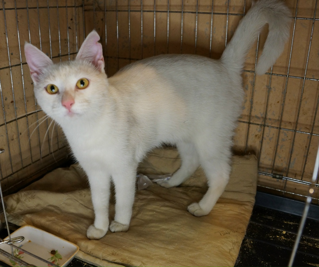 Found Cat in Aberdeen, Scotland — Cat found in Aberdeen