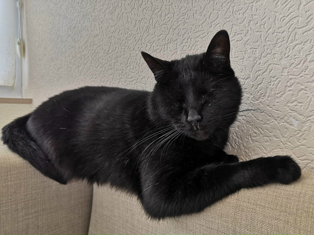 Found Cat in London, England — Stray cat found in London