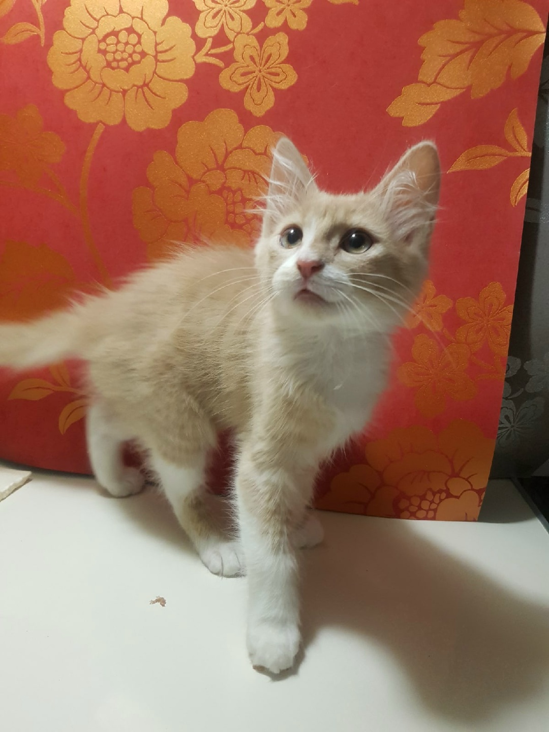 Found Cat in Reading, England — listing photo