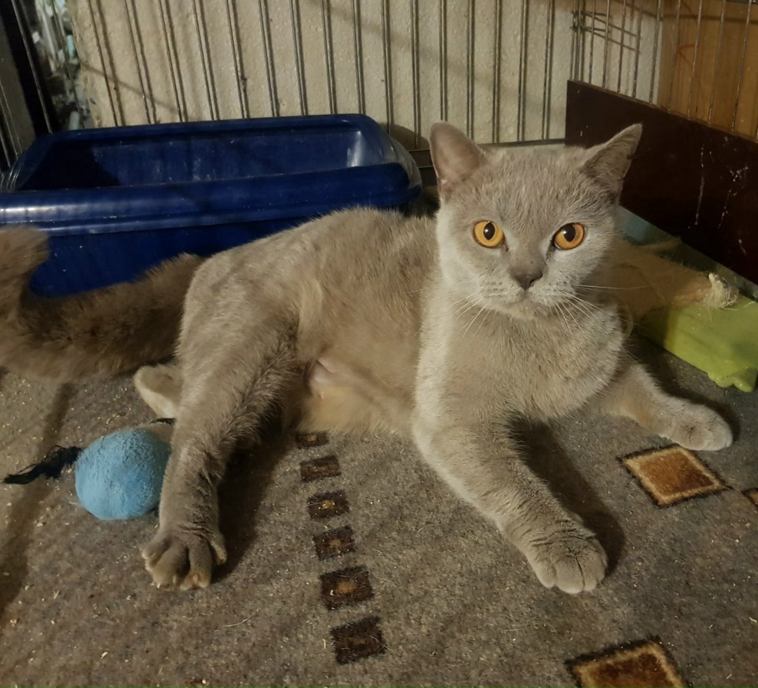 Found Cat in Edinburgh, Scotland — listing photo