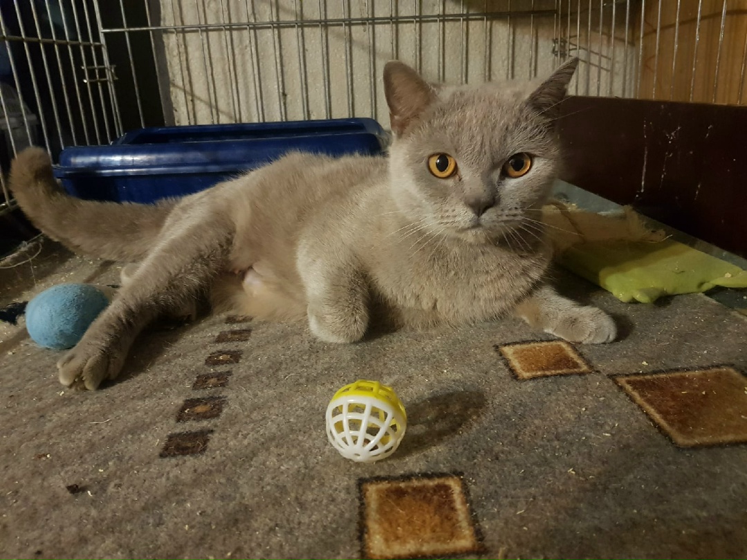 Found Cat in Huddersfield, England Found Cat in Huddersfield, England — listing photo