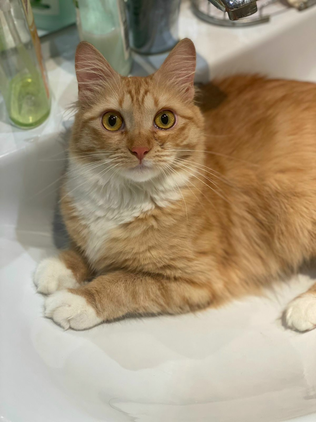 Found Cat in Milton Keynes, England: Cat found safe in Milton Keynes Found Cat in Milton Keynes, England — Cat found safe in Milton Keynes