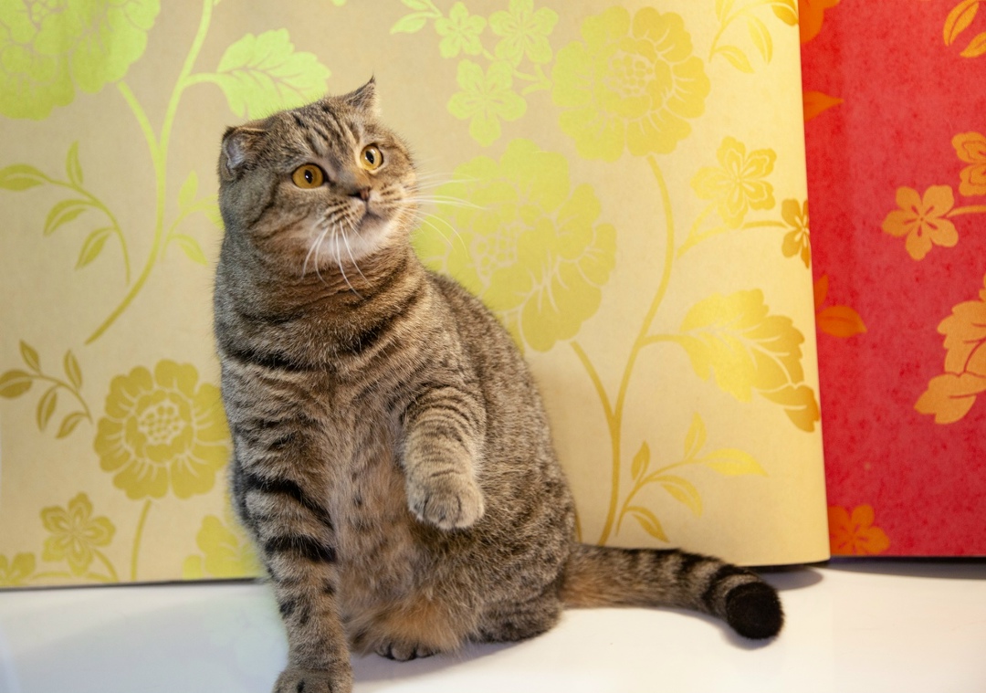 Found Cat in York, England — listing photo