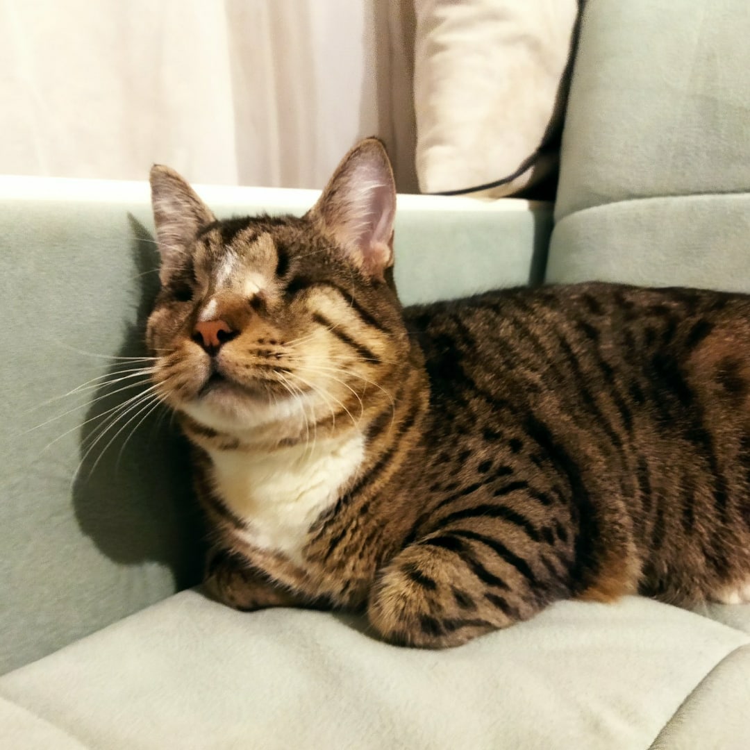 Found Cat in Portsmouth, England — Cat found in Portsmouth