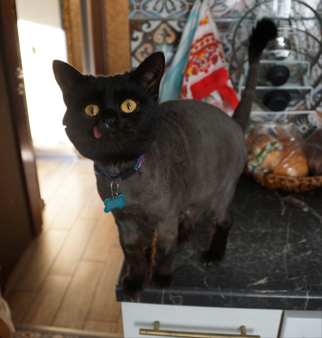 Found Cat in Huddersfield, England Found Cat in Huddersfield, England — listing photo