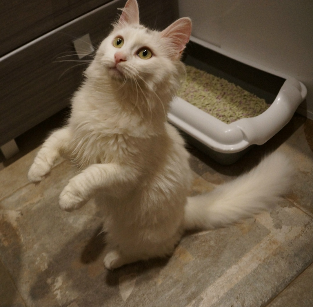 Found Cat in York, England — listing photo