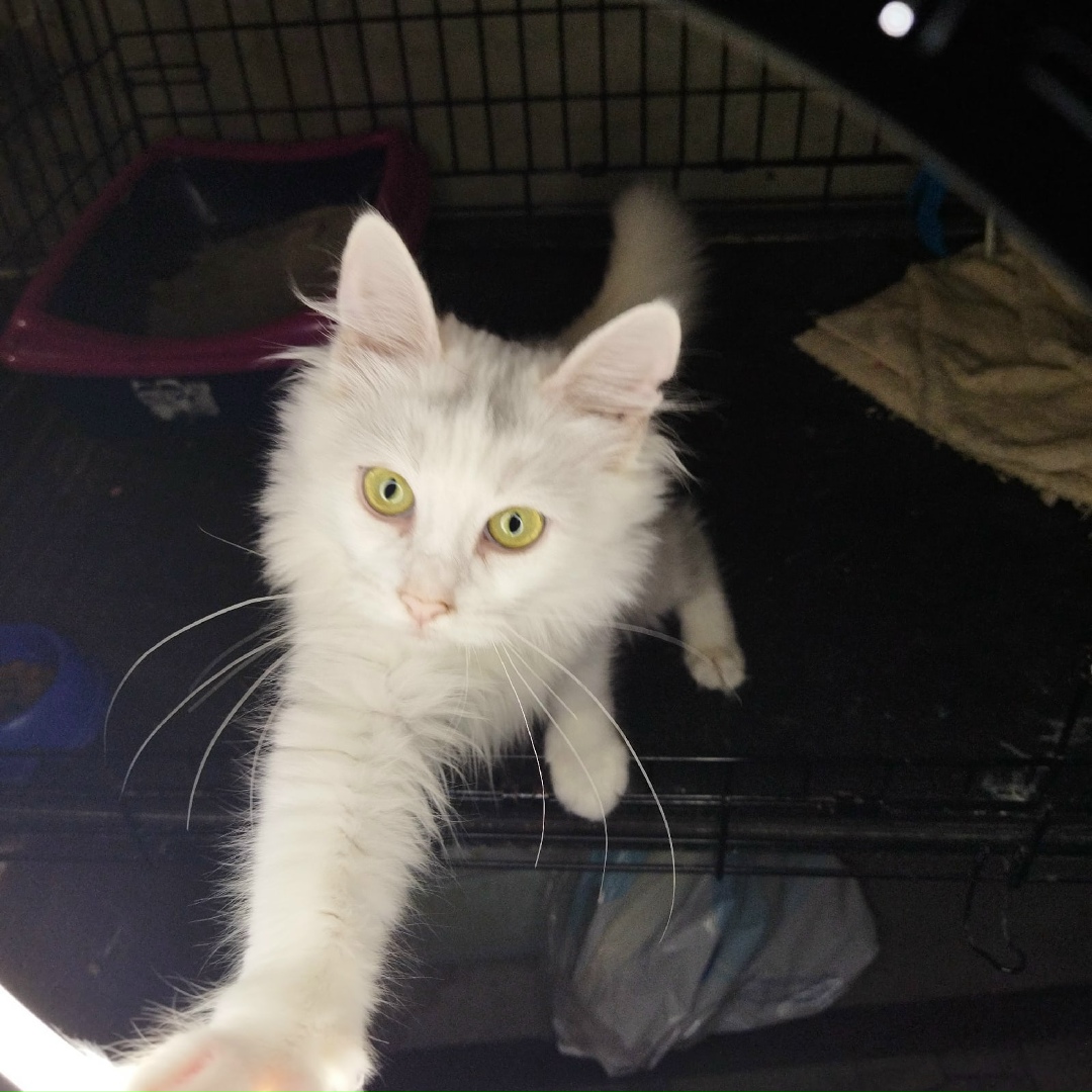 Found Cat in Middlesbrough, England — listing photo