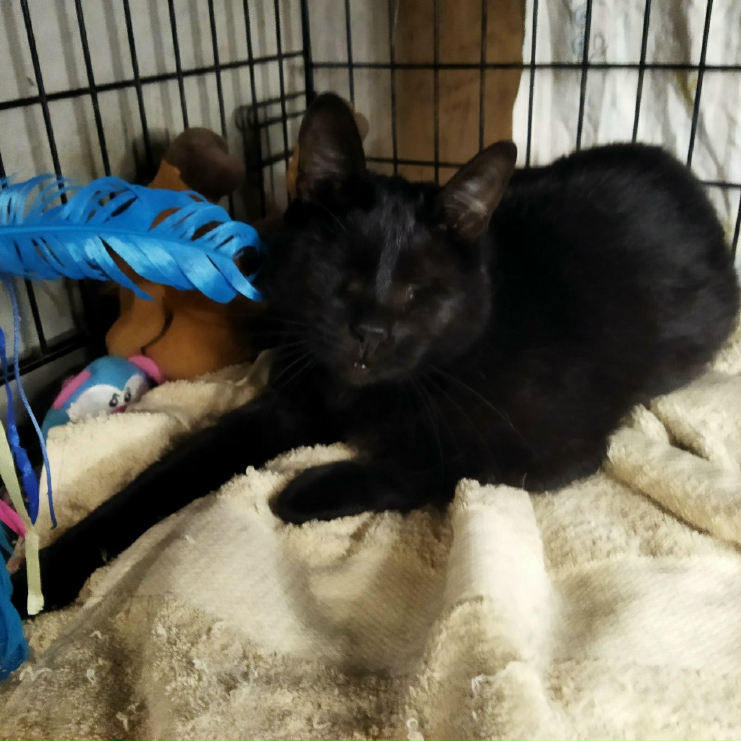 Found Cat in York, England — Stray cat found in York