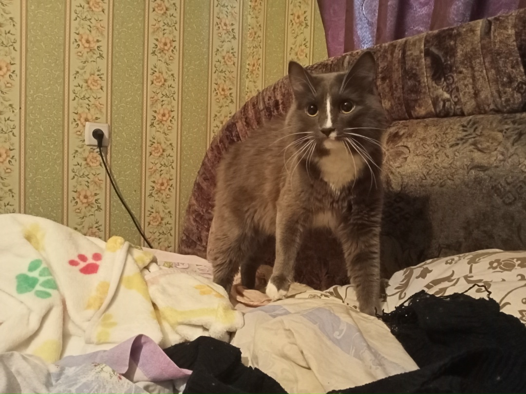 Lost Cat in Sunderland, England — listing photo