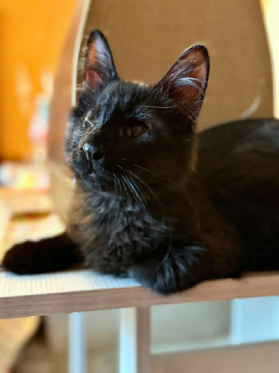 Lost Cat in York, England — listing photo