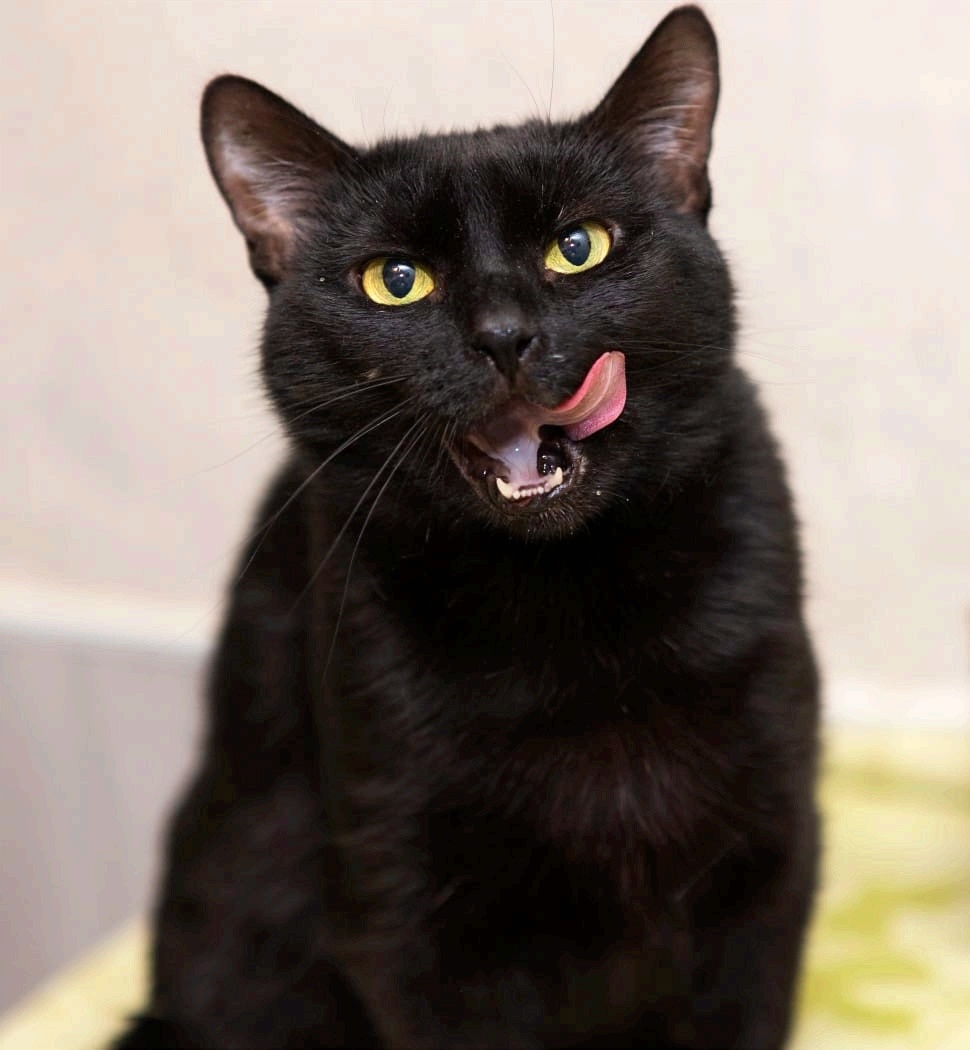 Found Cat in Luton, England Found Cat in Luton, England — listing photo