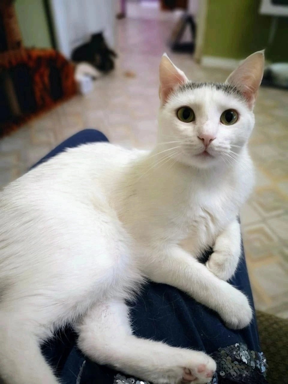 Found Cat in Coventry, England — listing photo